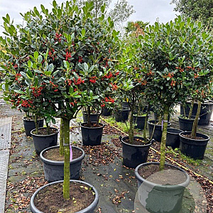 Ilex 'Nellie R. Stevens' halfstam container