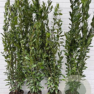Laurus nobilis 180-200 cm 9L