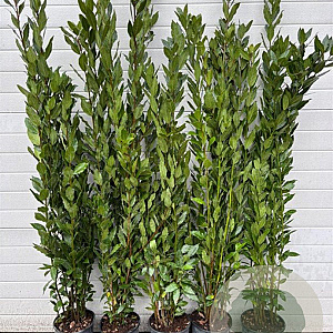 Laurus nobilis 125-150 cm 5,0L