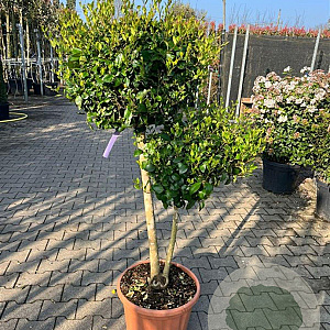 Ligustrum j. 'Texanum' 100-120 cm container pompon