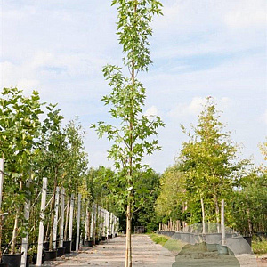 Liquidambar s. 'Worplesdon' 10-12 HO container 