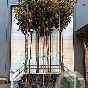 Magnolia grandiflora 12-14 HO container