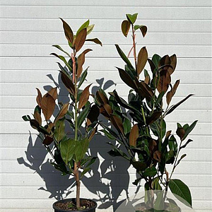 Magnolia grand. 'Galissonnière' 80-120 cm 12L