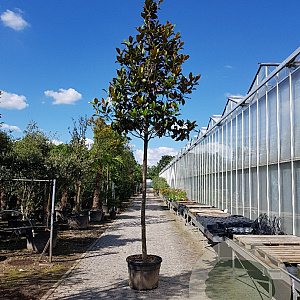 Magnolia grand. 'Galissonnière' 200 cm stam container 25-30