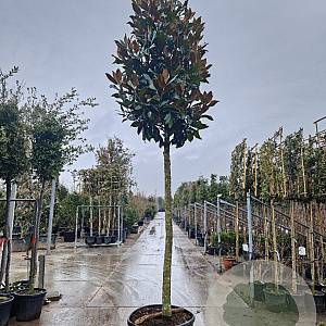Magnolia grand. 'Galissonnière' 200 cm stam container 25-30