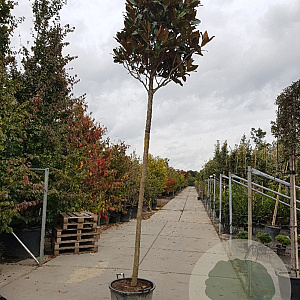 Magnolia grand. 'Goliath' 240 cm stam container 20-25