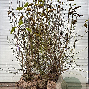 Magnolia soulangeana 200-225 cm draadkluit