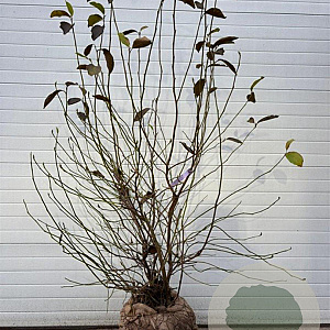 Magnolia soulangeana 200-225 cm draadkluit