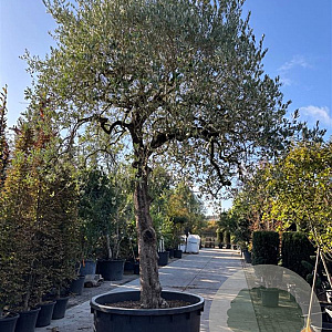 Olea europaea hoogstam container solitair