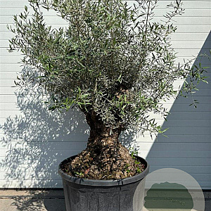 Olea europaea GM container