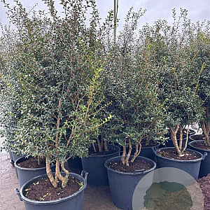 Osmanthus burkwoodii 175-200 cm container meerstammig