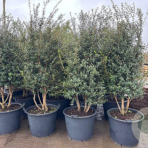 Osmanthus burkwoodii 175-200 cm container meerstammig