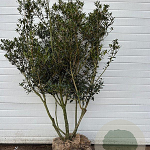 Osmanthus heterophyllus 150-175 cm cont. 155L meerstammig