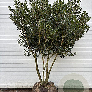 Osmanthus heterophyllus 150-175 cm cont. 155L meerstammig