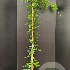 Wisteria flor. 'Multijuga' 175-200 cm 7,5L