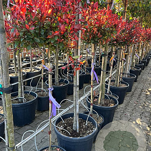 Photinia fraseri 'Little Red Robin' 80 cm stam 18L