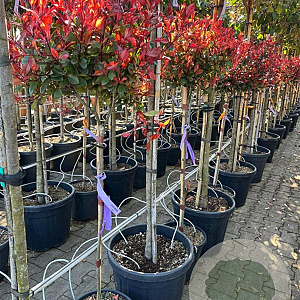 Photinia fraseri 'Little Red Robin' 80 cm stam 18L
