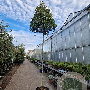 Photinia fraseri 'Red Robin' 220 cm stam container 16-18