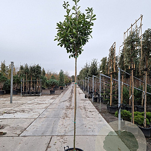 Photinia fraseri 'Red Robin' 200 cm stam 30L 6-8