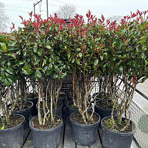Photinia fraseri 'Red Robin' 100-120 cm 35L meerstammig