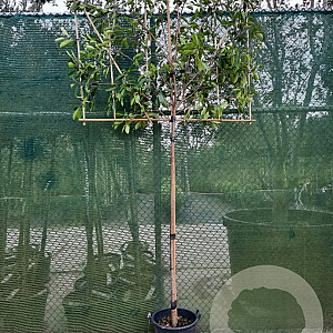 Photinia fraseri 'Red Robin' 180 cm stam container 8-10