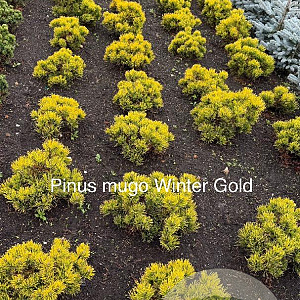 Pinus mugo 'Winter Gold' 25-30 cm met kluit