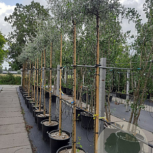 Pyrus salicifolia 'Pendula' 8-10 HO container