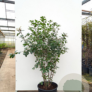 Quercus ilex 100-120 cm container meerstammig