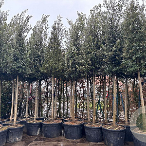 Quercus ilex 20-25 HO container piramide
