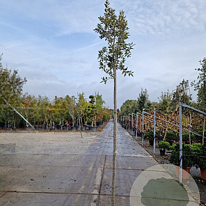 Quercus ilex 220 cm stam container 10-12
