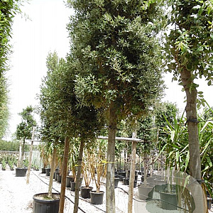 Quercus ilex 200 cm stam container 25-30