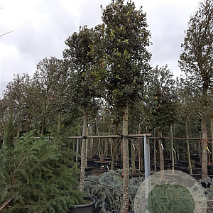 Quercus ilex 200 cm stam container 25-30