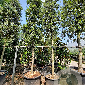 Quercus ilex 200 cm stam container 25-30