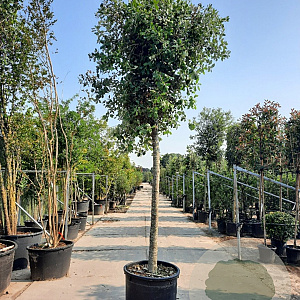 Quercus ilex 200 cm stam container 25-30