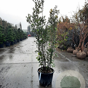 Quercus ilex 175-200 cm container meerstammig