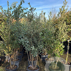 Quercus ilex 175-200 cm 30L meerstammig