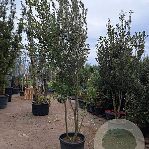 Quercus ilex 300-350 cm cont. 90L meerstammig