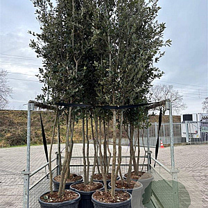 Quercus ilex 300-350 cm cont. 90L meerstammig