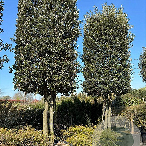 Quercus ilex 400-425 cm cont. 450L meerstammig cilinder