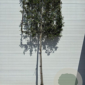 Quercus ilex 10-12 HO container leiboom