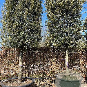 Quercus ilex GM container solitair