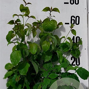 Cornus florida 60-80 cm 10L