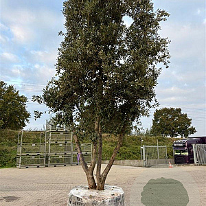Quercus ilex GM container meerstammig solitair