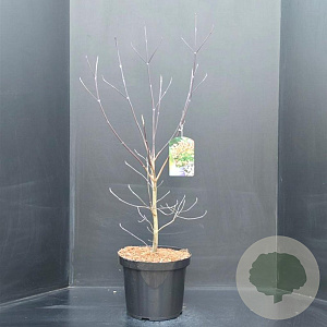 Cornus florida 80-100 cm 10L