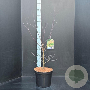 Cornus florida 80-100 cm 10L