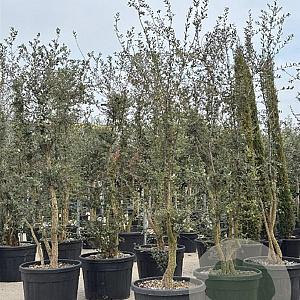 Quercus suber 200-250 cm cont. 110L meerstammig