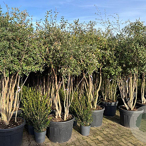 Quercus suber 200-250 cm cont. 110L meerstammig