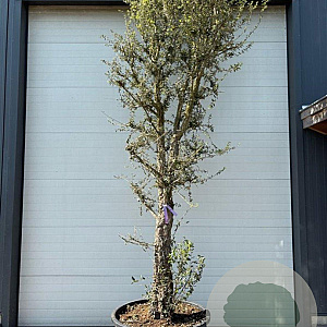 Quercus suber 350-400 cm container solitair