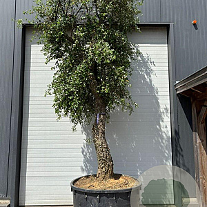 Quercus suber hoogstam container solitair