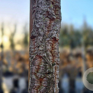 Quercus suber 12-14 HO container